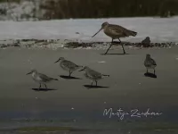 Kanoet ssp Rufa [Calidris canutus rufa]